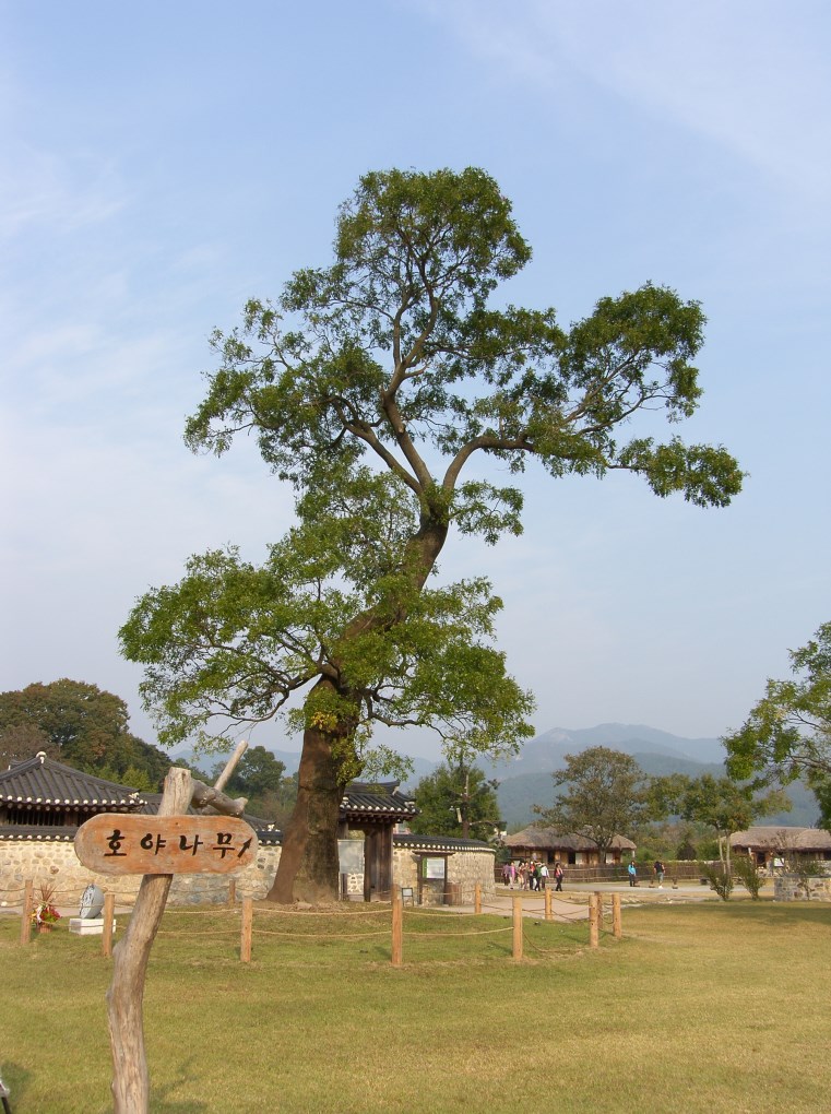 해미호야나무에 대한 이미지 검색결과